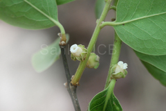 Diospyros melanoxylon